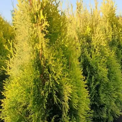 Туя ГОЛДЕН СМАРАГД западная в Могилёве