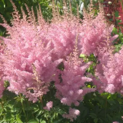 Астильба ЭДЕНС ОДИССЕЙ Арендса в Могилёве