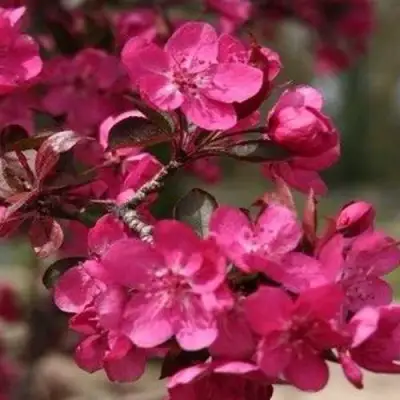 Яблоня РЕД КЕТТИ в Могилёве