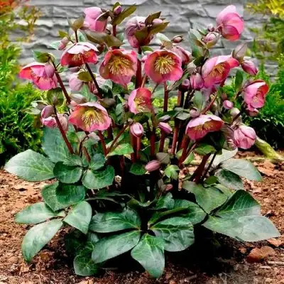 Морозник ВОСТОЧНЫЙ в Могилёве