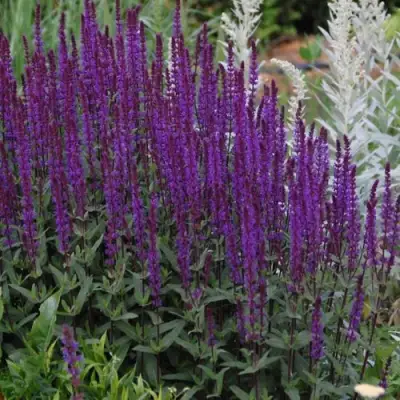 Шалфей КАРАДОНА в Могилёве