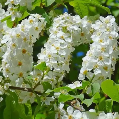 Черемуха ЧАЙКА в Могилёве