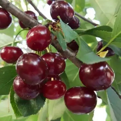 Дюк СЛАВЯНКА в Могилёве