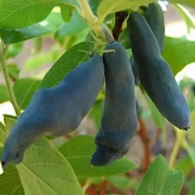 Жимолость съедобная НИМФА (ГАММА) в Могилёве