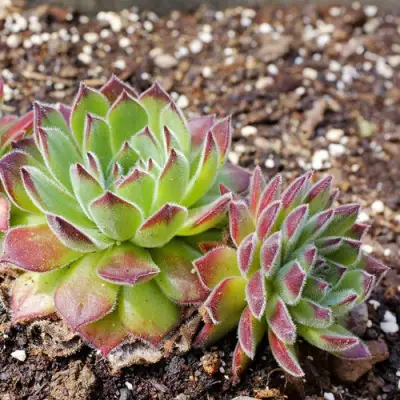 Молодило РУССКОЕ в Могилёве