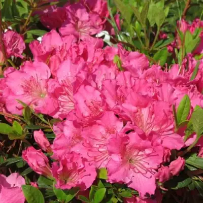 Азалия КИРСТИН японская в Могилёве