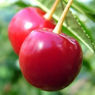 Вишня ЗАРАНКА в Могилёве