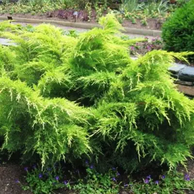 Можжевельник ГОЛД КОСТ средний в Могилёве