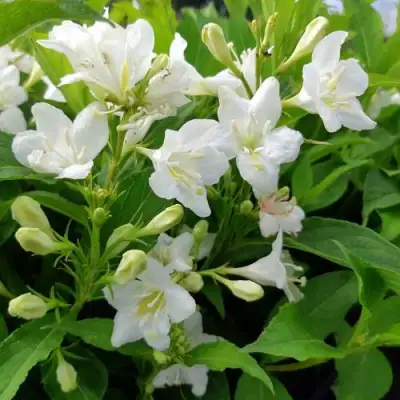 Вейгела БРИСТОЛЬСКАЯ СНЕЖИНКА в Могилёве