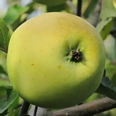 Яблоня РОССИЯНКА в Могилёве