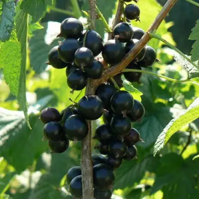 Смородина черная ВОЛОГДА в Могилёве