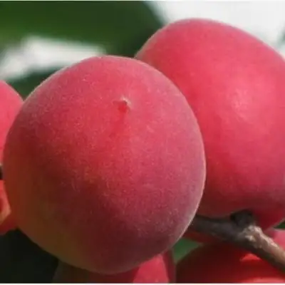 Абрикос РУБИН в Могилёве