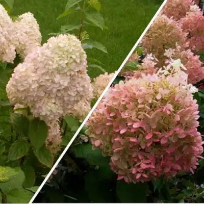 Комплект НЕЖНЫЕ ЧУВСТВА в Могилёве