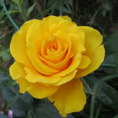 Роза КЕРИО чайно-гибридная в Могилёве