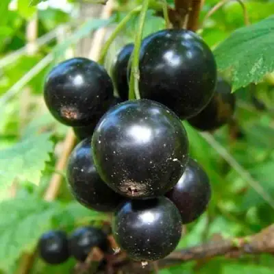 Смородина чёрная ЛЕНТЯЙ в Могилёве