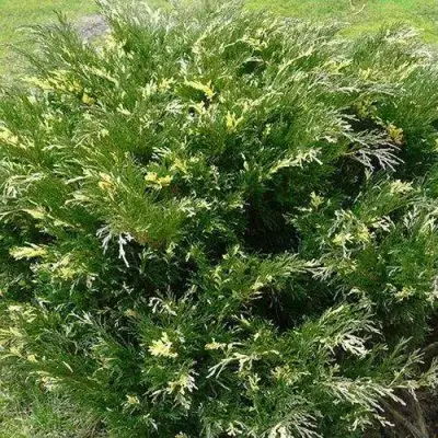 Можжевельник АНДОРА ВАРИЕГАТА горизонтальный  в Могилёве