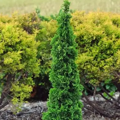 Туя СПИРАЛИС МИНИ западная в Могилёве