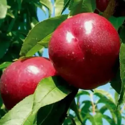 Нектарин МЕДВЕДЕВСКИЙ в Могилёве