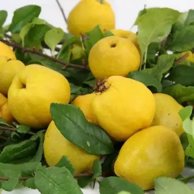 Айва ЯПОНСКАЯ в Могилёве