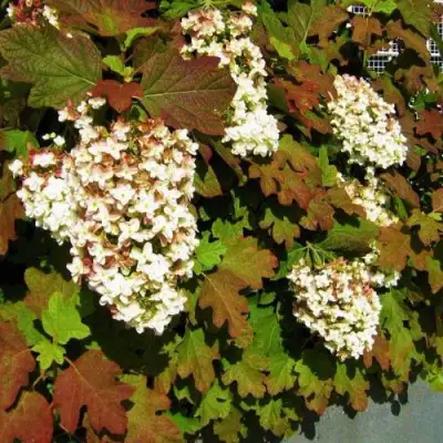 Гортензия БЛЭК ПОРШ дуболистная в Могилёве