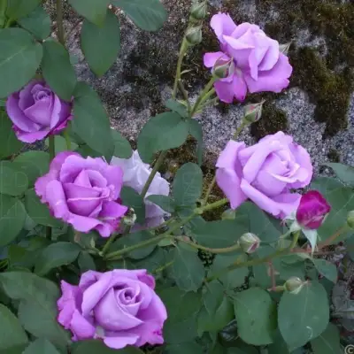 Роза СИЛЬВЕР СТАР чайно-гибридная в Могилёве