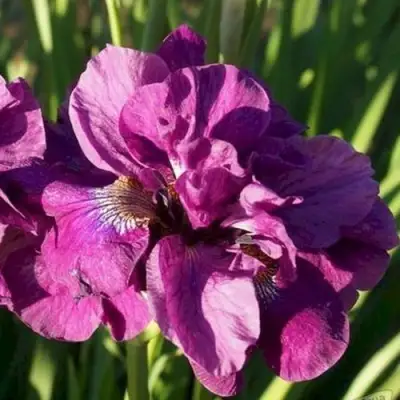 Ирис БАНДЛ ОВ ДЖОЙ сибирский в Могилёве