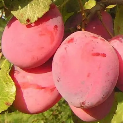 Слива ФАВОРИТЕ ДЕ СУЛТАНО в Могилёве