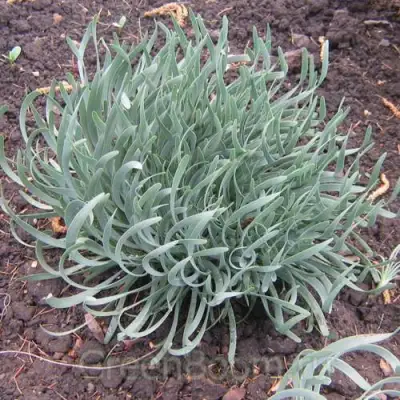 Лук СПИРАЛИС горный в Могилёве