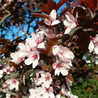 Слива ВУДИ растопыренная в Могилёве