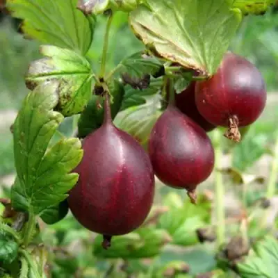 Крыжовник СЕРЕНАДА в Могилёве