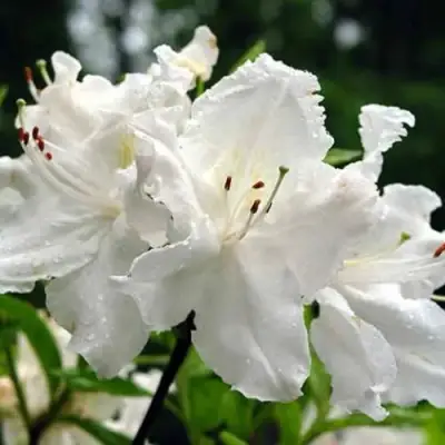 Азалия ОКСИДОЛ листопадная в Могилёве