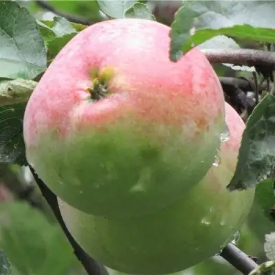 Яблоня МОСКОВСКОЕ ЗИМНЕЕ в Могилёве