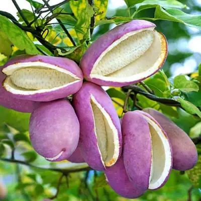 Акебия ПЯТЁРНАЯ  в Могилёве