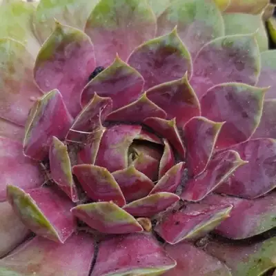 Молодило УФО в Могилёве