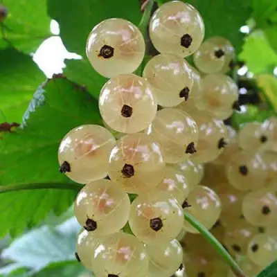 Смородина белая ЮТЕРБОРГСКАЯ в Могилёве