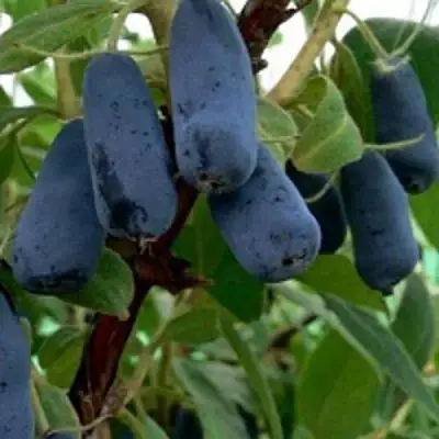 Жимолость съедобная ВОЛХОВА в Могилёве