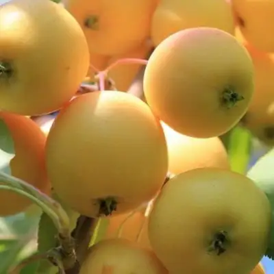 Яблоня УРАЛЬСКОЕ НАЛИВНОЕ в Могилёве