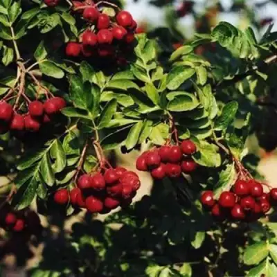 Рябина РУБИНОВАЯ сладкоплодная в Могилёве