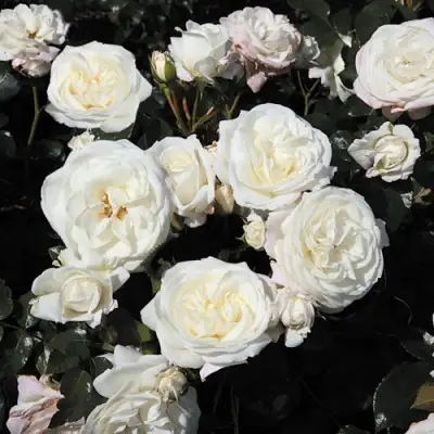 Роза АЛАБАСТЕР флорибунда в Могилёве