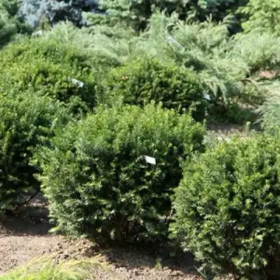 Тис НАНА остроконечный  в Могилёве