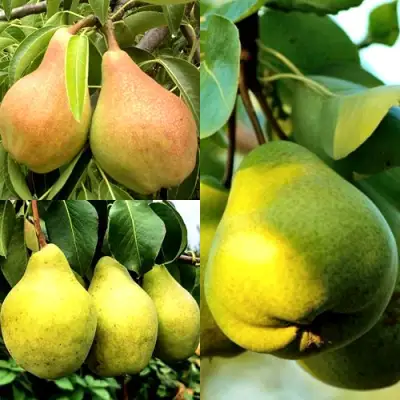 Комплект НАСТОЯЩИЙ ВОСТОРГ в Могилёве