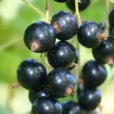 Смородина черная СТРЕЛЕЦ в Могилёве