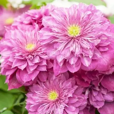 Клематис КАЙЗЕР в Могилёве