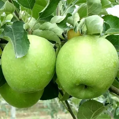 Яблоня РЕНЕТ СИМИРЕНКО в Могилёве