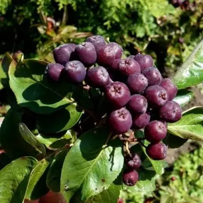 Рябина ЛИКЁРНАЯ сладкоплодная в Могилёве