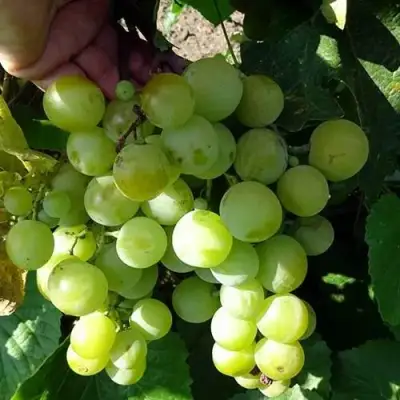 Виноград БАРС в Могилёве