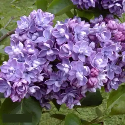 Сирень АМИ ШОТТ в Могилёве