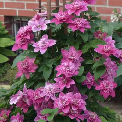 Клематис МАЙ ДАРЛИНГ  в Могилёве