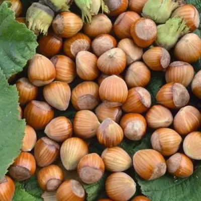 Фундук ТОНДА РОМАНА в Могилёве