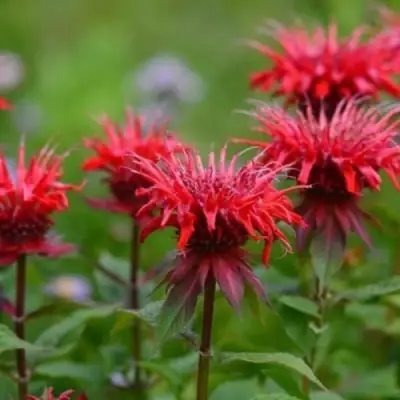 Монарда ПАНОРАМА РЕД в Могилёве